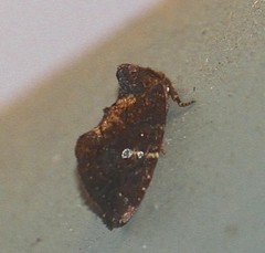 Elusa