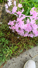 Phlox pilosa