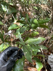 Daphnopsis