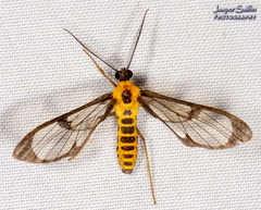 Cosmosoma melanopera