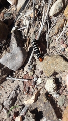 Chlanidophora patagiata