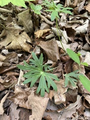 Delphinium alabamicum