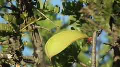 Schotia afra afra