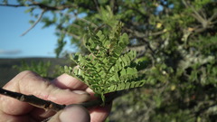 Schotia afra afra