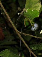 Mecistogaster linearis