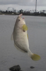 Umbrina roncador
