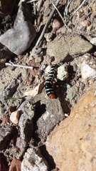 Chlanidophora patagiata