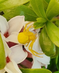 Misumena vatia