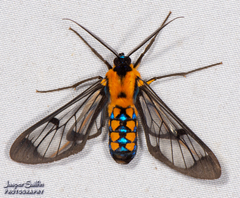 Sarosa connotata