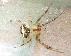 Araneus miniatus