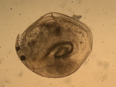 Chydorus