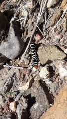 Chlanidophora patagiata