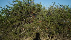 Schotia afra afra