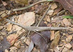 Truxalis siamensis
