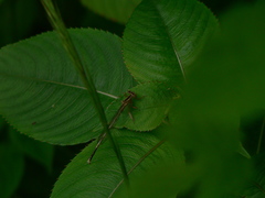 Platycnemis