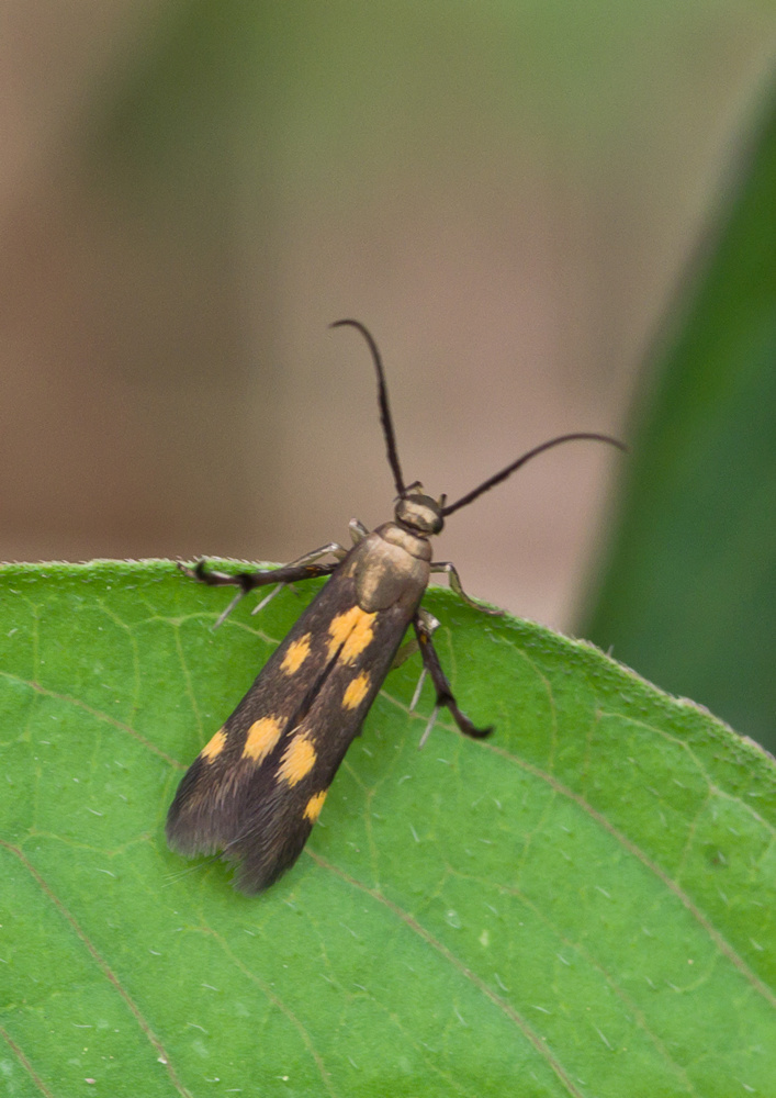Eretmocera impactella