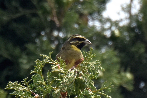 Crnovrata strnadica (Emberiza cirlus)