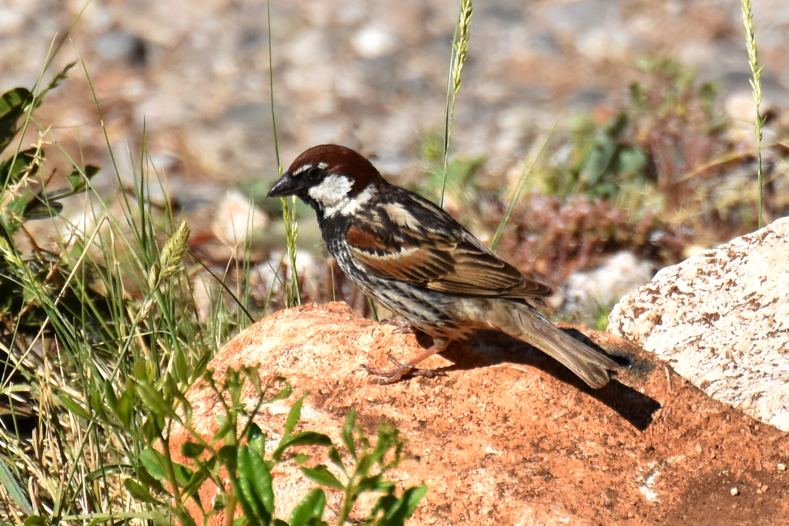 Spanish Sparrow