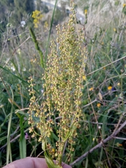 Rumex