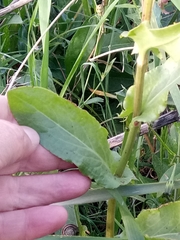 Rumex