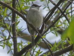 Sylvia atricapilla