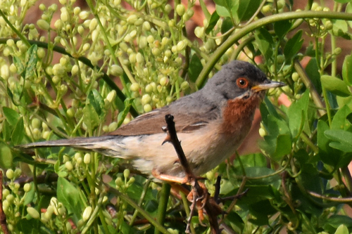 Bjelobrka grmuša (Curruca cantillans)