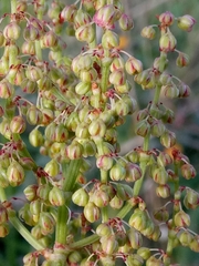 Rumex