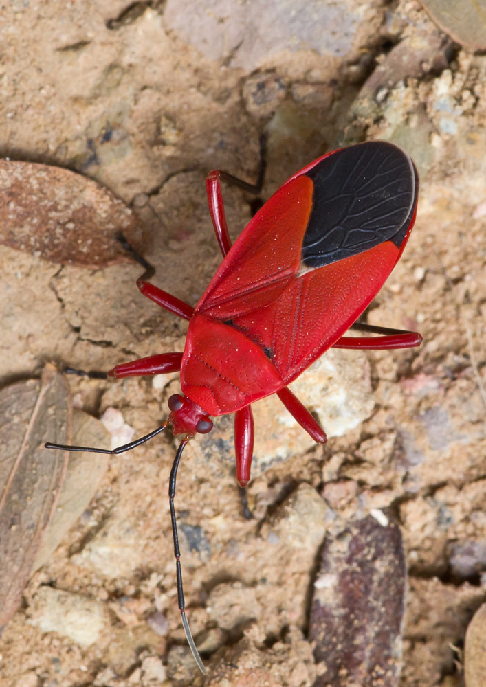 Antilochus coquebertii