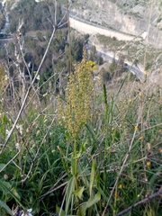 Rumex