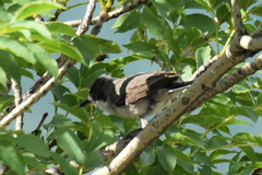 Curruca crassirostris