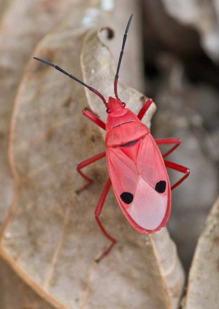 Kapok Bug (Probergrothius nigricornis) · iNaturalist