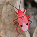 Kapok Bug - Photo (c) djhiker, some rights reserved (CC BY-NC), uploaded by djhiker