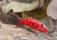 Probergrothius nigricornis