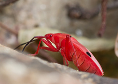 Probergrothius nigricornis
