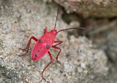 Probergrothius nigricornis