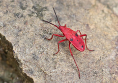Probergrothius nigricornis