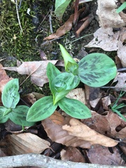 Trillium sessile