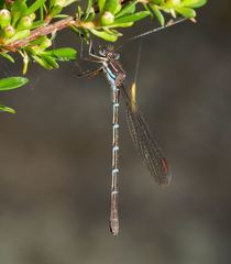 Austrolestes psyche
