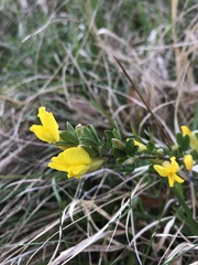 Chamaecytisus ratisbonensis