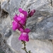 Snapdragon - Photo (c) Denis Bastianelli, some rights reserved (CC BY), uploaded by Denis Bastianelli