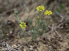 Odontarrhena tortuosa