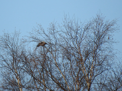 Corvus cornix