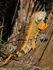 Iguana Verde - Photo (c) Judy Gallagher, algunos derechos reservados (CC BY), uploaded by Judy Gallagher