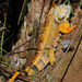 Iguana iguana - Photo (c) Judy Gallagher, osa oikeuksista pidätetään (CC BY), lähettänyt Judy Gallagher