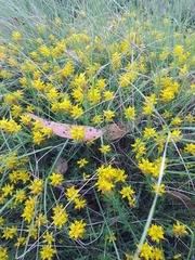 Genista tournefortii