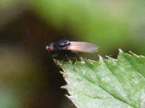 Minettia longipennis, Groesbeek, photo 8 of 10