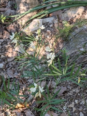 Lathyrus pannonicus asphodeloides