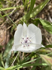 Calochortus umbellatus