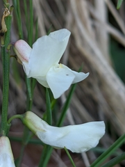 Lathyrus pannonicus asphodeloides