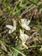 Lathyrus pannonicus asphodeloides